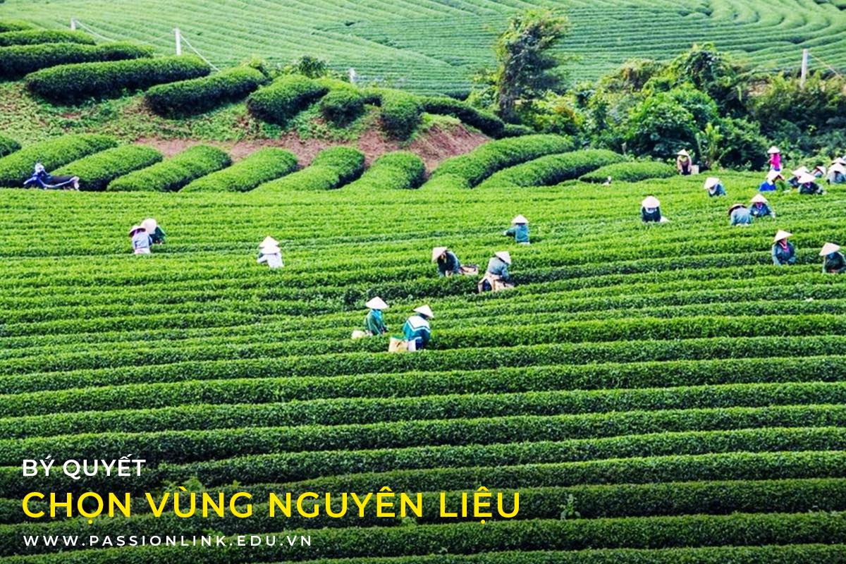 Cách chọn vùng nguyên liệu trà ngon sản xuất